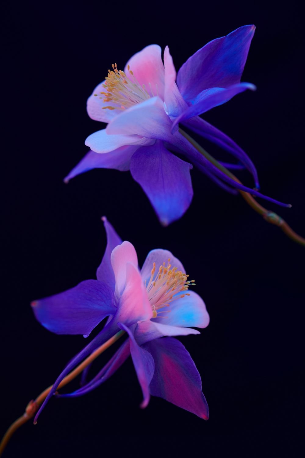 MOTH(ER): Planet Moth x Mother Agency — image 10